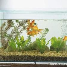 玻璃膠補(bǔ)魚缸漏水：如何修補(bǔ)魚缸漏水問題