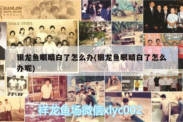 銀龍魚眼睛白了怎么辦(銀龍魚眼睛白了怎么辦呢)