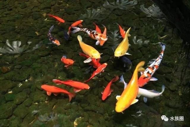 不用的魚缸怎么處理不影響風水呢：如何處理不用的魚缸？
