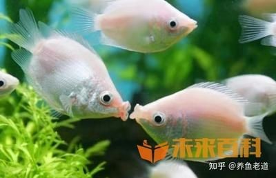 不用的魚缸怎么處理不影響風水呢：如何處理不用的魚缸？