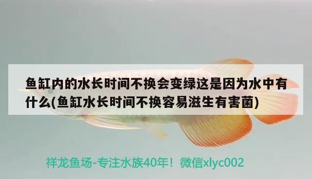 魚缸內的水長時間不換會變綠這是因為水中有什么(魚缸水長時間不換容易滋生有害菌)