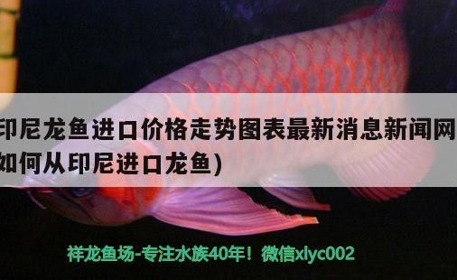 南充水族批發市場在哪里有賣的（誰知道寬甸裝修公司）