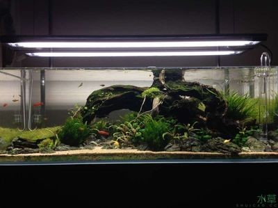 參賽魚缸造景：魚缸造景比賽現場制作的每一個作品都讓人叫絕