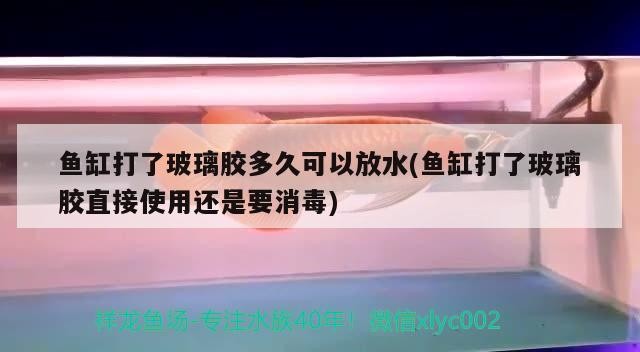 魚缸打了玻璃膠多久可以放水(魚缸打了玻璃膠直接使用還是要消毒)
