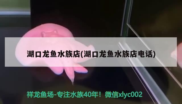 湖口龍魚水族店(湖口龍魚水族店電話)