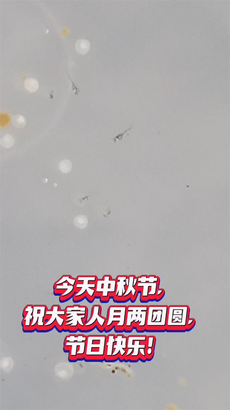 蝶翼斑馬產卵第二天，小魚出來了