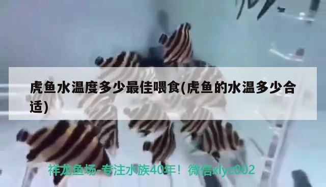 虎魚水溫度多少最佳喂食(虎魚的水溫多少合適)