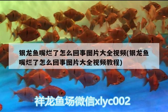 銀龍魚嘴爛了怎么回事圖片大全視頻(銀龍魚嘴爛了怎么回事圖片大全視頻教程)