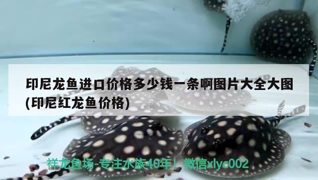 印尼龍魚進(jìn)口價(jià)格多少錢一條啊圖片大全大圖(印尼紅龍魚價(jià)格)