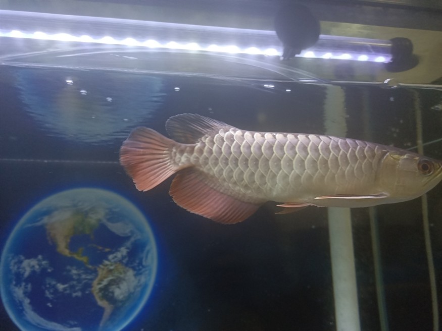 魚友們  我這個是幾排高
