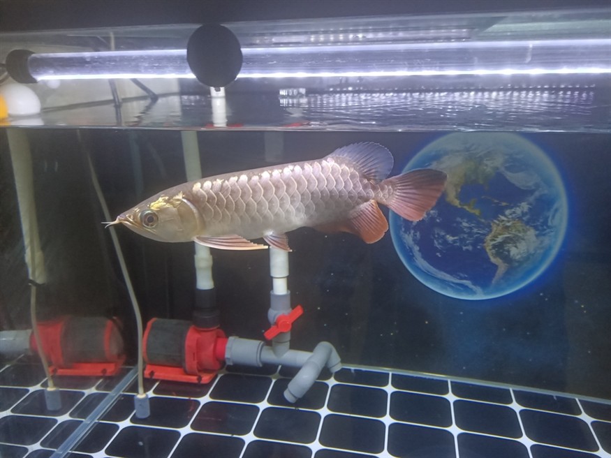 魚友們  我這個是幾排高