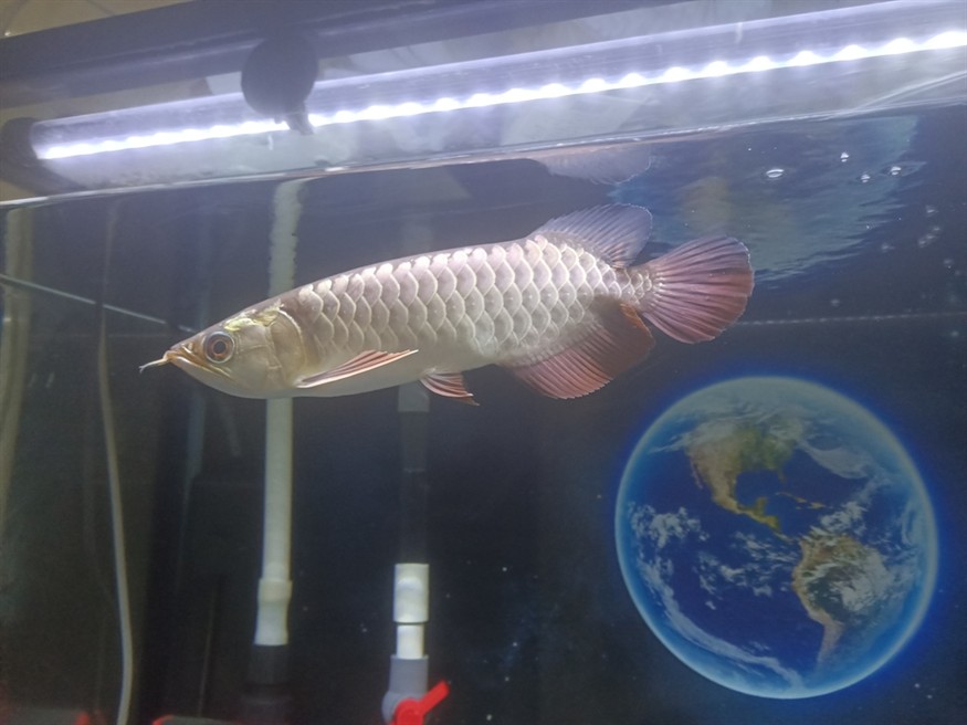 魚友們 我這個是幾排高
