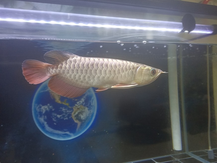 魚友們 我這個是幾排高