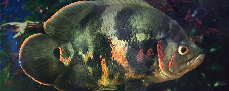 60魚缸適合養地圖魚嗎用多大的魚缸養地圖魚合適
