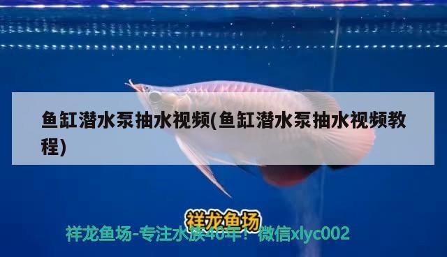 魚缸潛水泵抽水視頻(魚缸潛水泵抽水視頻教程) 魚缸潛水泵抽水視頻(魚缸潛水泵抽水視頻教程) 豬鼻龜百科