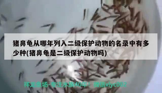 豬鼻龜從哪年列入二級保護動物的名錄中有多少種(豬鼻龜是二級保護動物嗎)
