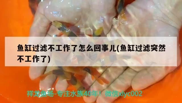 魚缸過濾器選購指南:自制魚缸過濾器魚缸上置過濾器對于養魚愛好者的必備知識 魚缸過濾不工作了怎么回事兒(魚缸過濾突然不工作了) 虎魚百科 魚缸過濾不工作了怎么回事兒(魚缸過濾突然不工作了) 魚缸過濾不工作了怎么回事兒(魚缸過濾突然不工作了) 虎魚百科