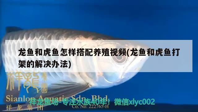 龍魚和虎魚怎樣搭配養殖視頻(龍魚和虎魚打架的解決辦法)