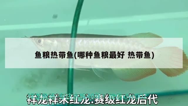 魚糧熱帶魚(哪種魚糧最好熱帶魚)