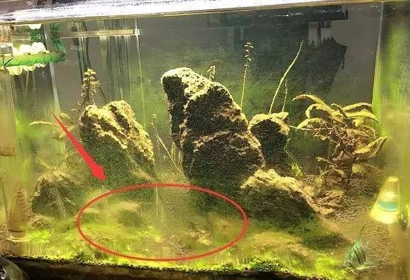 大型魚缸如何清洗水垢視頻：如何清洗濾材