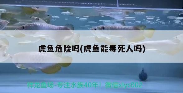 虎魚危險嗎(虎魚能毒死人嗎) 虎魚危險嗎(虎魚能毒死人嗎) 虎魚百科