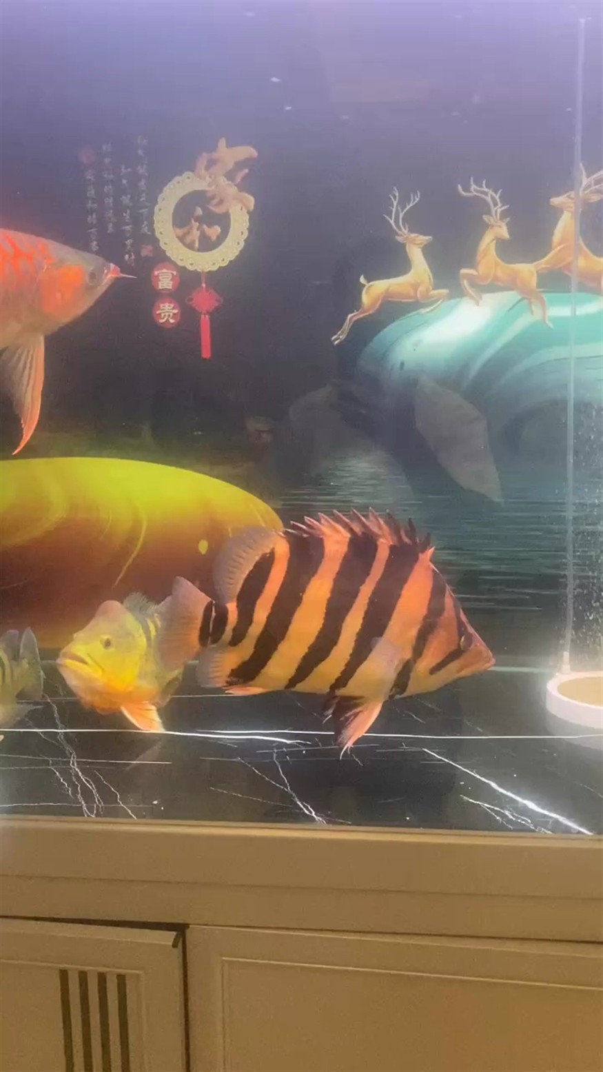 龍魚、虎魚、巴西亞、