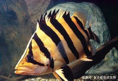 虎魚體型分幾種：泰國虎魚、印尼虎魚、印尼虎魚和銀虎魚之間的區別
