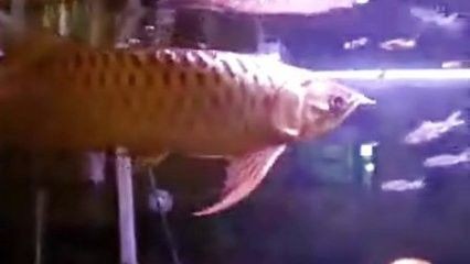 龍魚(yú)身上有白色線蟲(chóng)