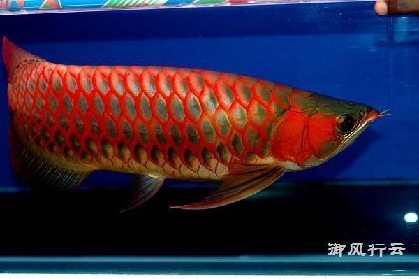 烏蘭察布紅龍魚價格2688貴嗎？