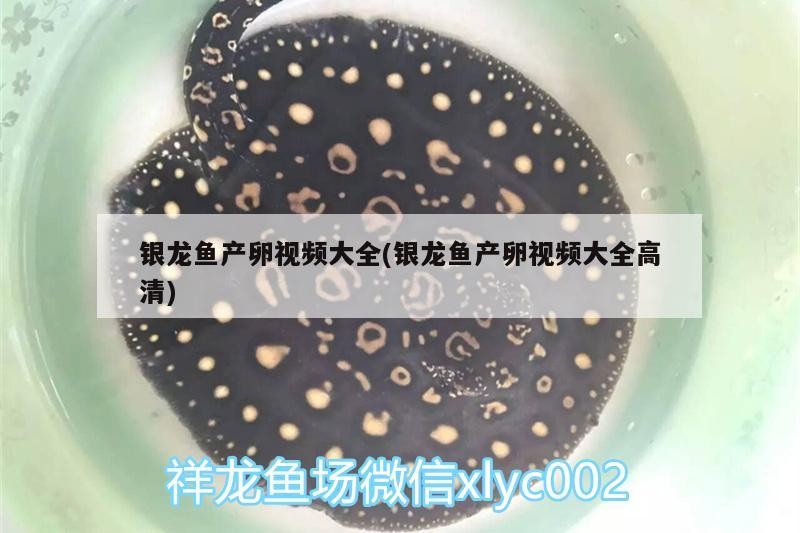 銀龍魚產卵視頻大全(銀龍魚產卵視頻大全高清)