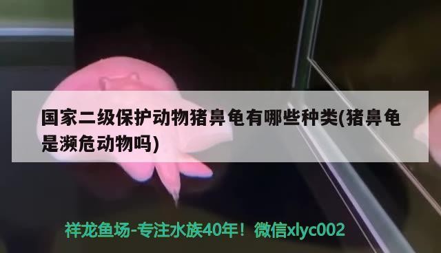 國家二級保護動物豬鼻龜有哪些種類(豬鼻龜是瀕危動物嗎) 國家二級保護動物豬鼻龜有哪些種類(豬鼻龜是瀕危動物嗎) 豬鼻龜百科