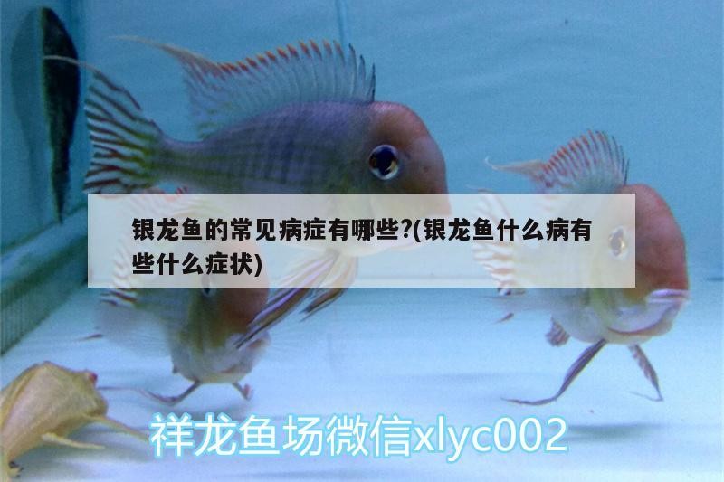 銀龍魚的常見病癥有哪些?(銀龍魚什么病有些什么癥狀)