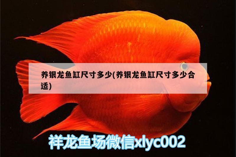 養銀龍魚缸尺寸多少(養銀龍魚缸尺寸多少合適)