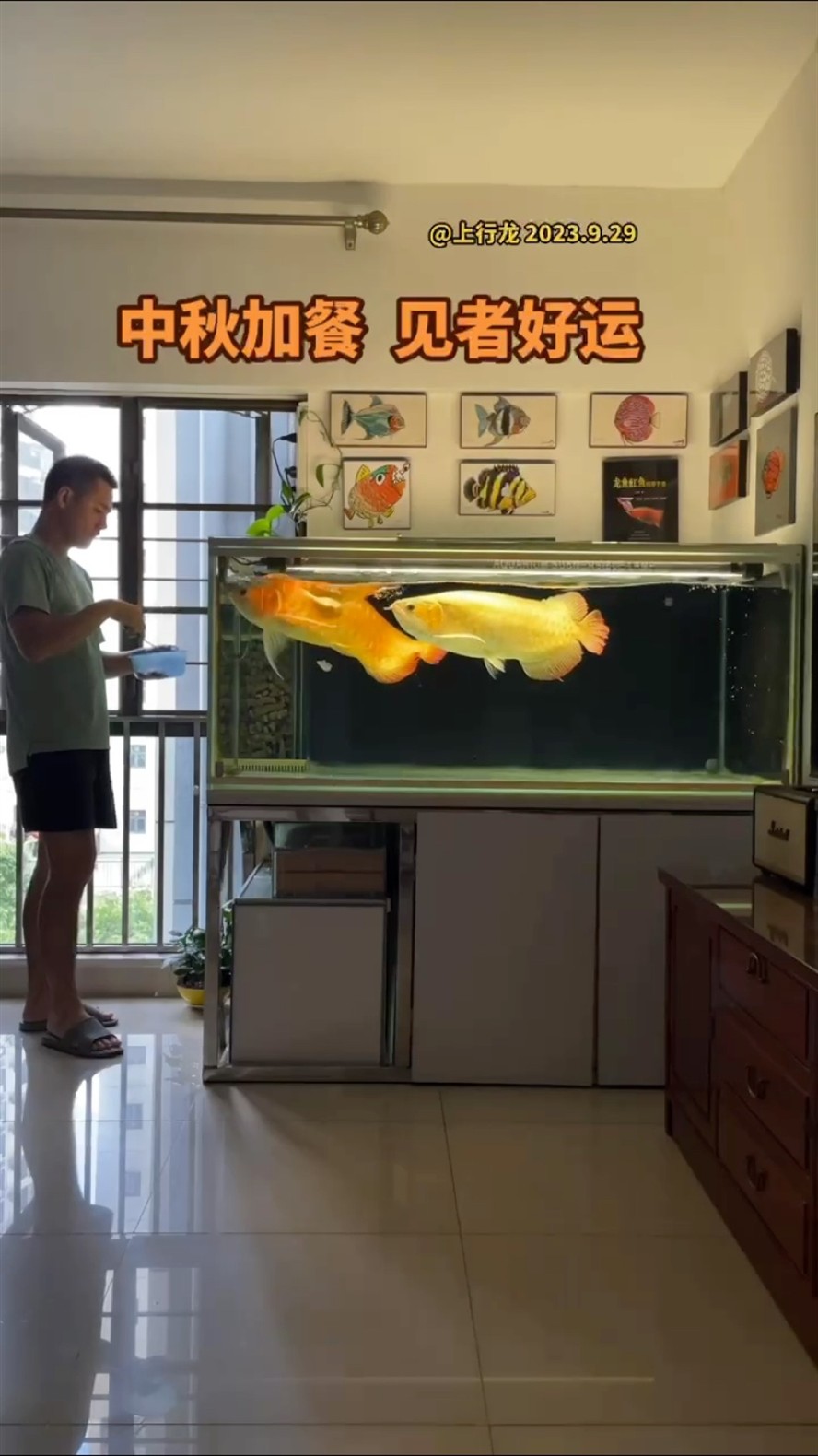 銀龍魚適應多少度水溫合適(銀龍魚的水溫在多少度合適)