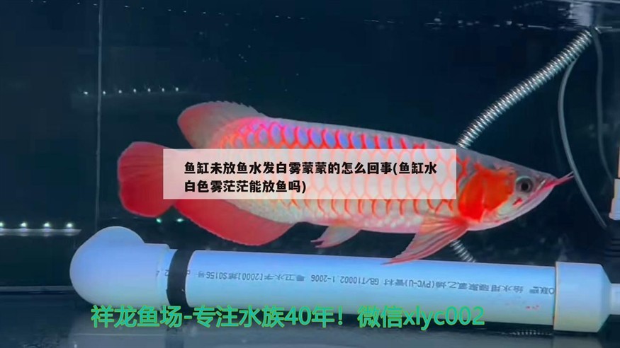 魚缸未放魚水發白霧蒙蒙的怎么回事(魚缸水白色霧茫茫能放魚嗎)