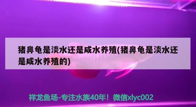 森森魚缸背景畫粘貼方法：森森魚缸背景畫怎么粘貼
