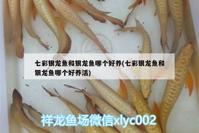 七彩銀龍魚和銀龍魚哪個好養(七彩銀龍魚和銀龍魚哪個好養活)