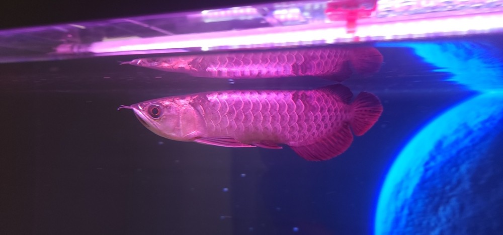 小龍到家！