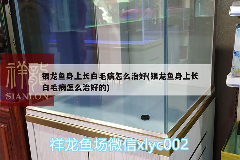龍魚怕什么 銀龍魚身上長白毛病怎么治好(銀龍魚身上長白毛病怎么治好的) 銀龍魚百科 銀龍魚身上長白毛病怎么治好(銀龍魚身上長白毛病怎么治好的) 銀龍魚身上長白毛病怎么治好(銀龍魚身上長白毛病怎么治好的) 銀龍魚百科