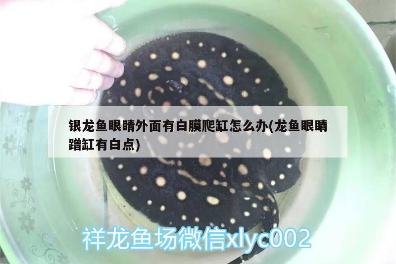 銀龍魚眼睛外面有白膜爬缸怎么辦(龍魚眼睛蹭缸有白點)