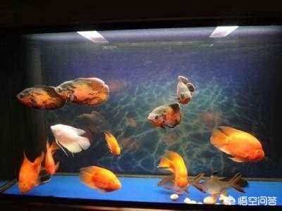 西安市雁塔區牧游族觀賞魚經銷部（西安賣景觀魚）