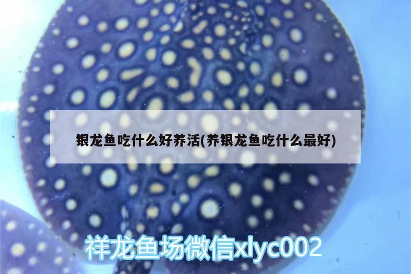 銀龍魚吃什么好養活(養銀龍魚吃什么最好)