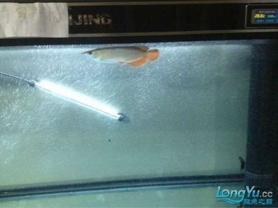 shuijing是什么牌子魚缸：如何選擇水晶材質的魚缸