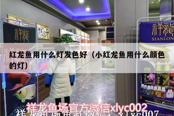 紅龍魚應該用什么顏色的燈照出來：關于紅龍魚的燈光選擇 紅龍魚應該用什么顏色的燈照出來：關于紅龍魚的燈光選擇 紅龍魚百科 第3張