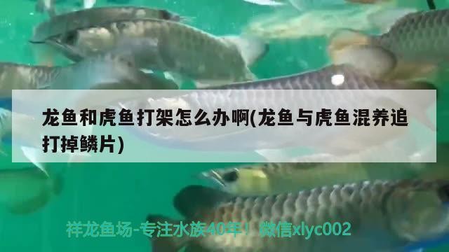 龍魚和虎魚打架怎么辦啊(龍魚與虎魚混養(yǎng)追打掉鱗片)