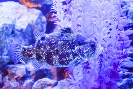 鎮安縣森森水族經營部（鎮安縣森森水族經營部地址）