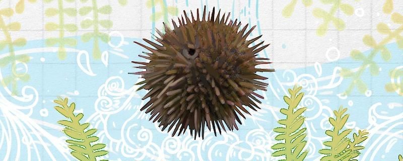 海膽是動(dòng)物嗎是什么動(dòng)物