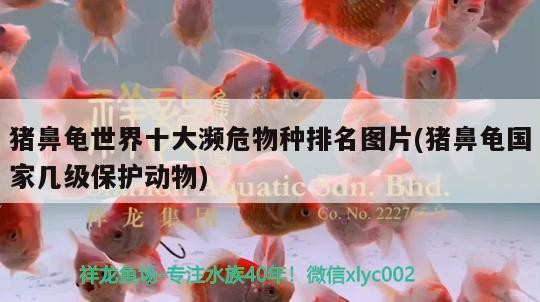 豬鼻龜世界十大瀕危物種排名圖片(豬鼻龜國家幾級保護動物)