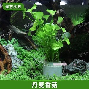 初學魚缸造景視頻教學：魚缸造景基礎知識
