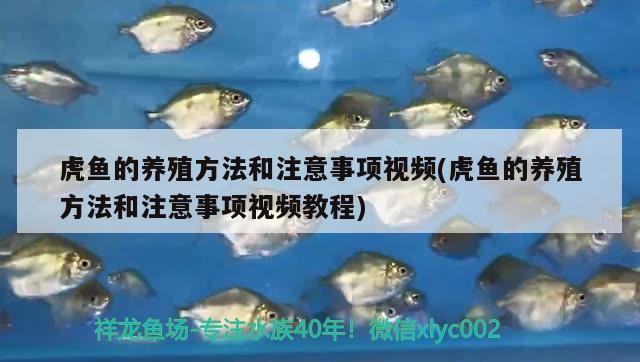 虎魚(yú)的養(yǎng)殖方法和注意事項(xiàng)視頻(虎魚(yú)的養(yǎng)殖方法和注意事項(xiàng)視頻教程)